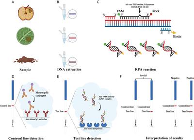 Rapid detection of Phytophthora cinnamomi based on a new target gene Pcinn13739